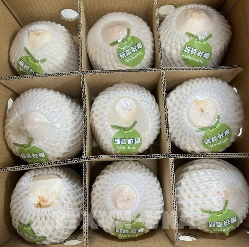 Nearly 22 tonnes of fresh coconuts exported to China via Bac Luan II border gate